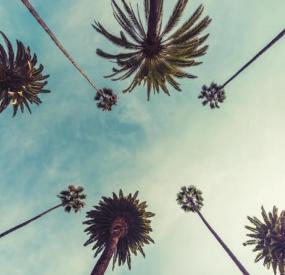 How to Buy Nicotine Pouches In California 