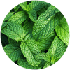 Mint Flavor