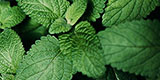 Go to mint nicotine pouches category